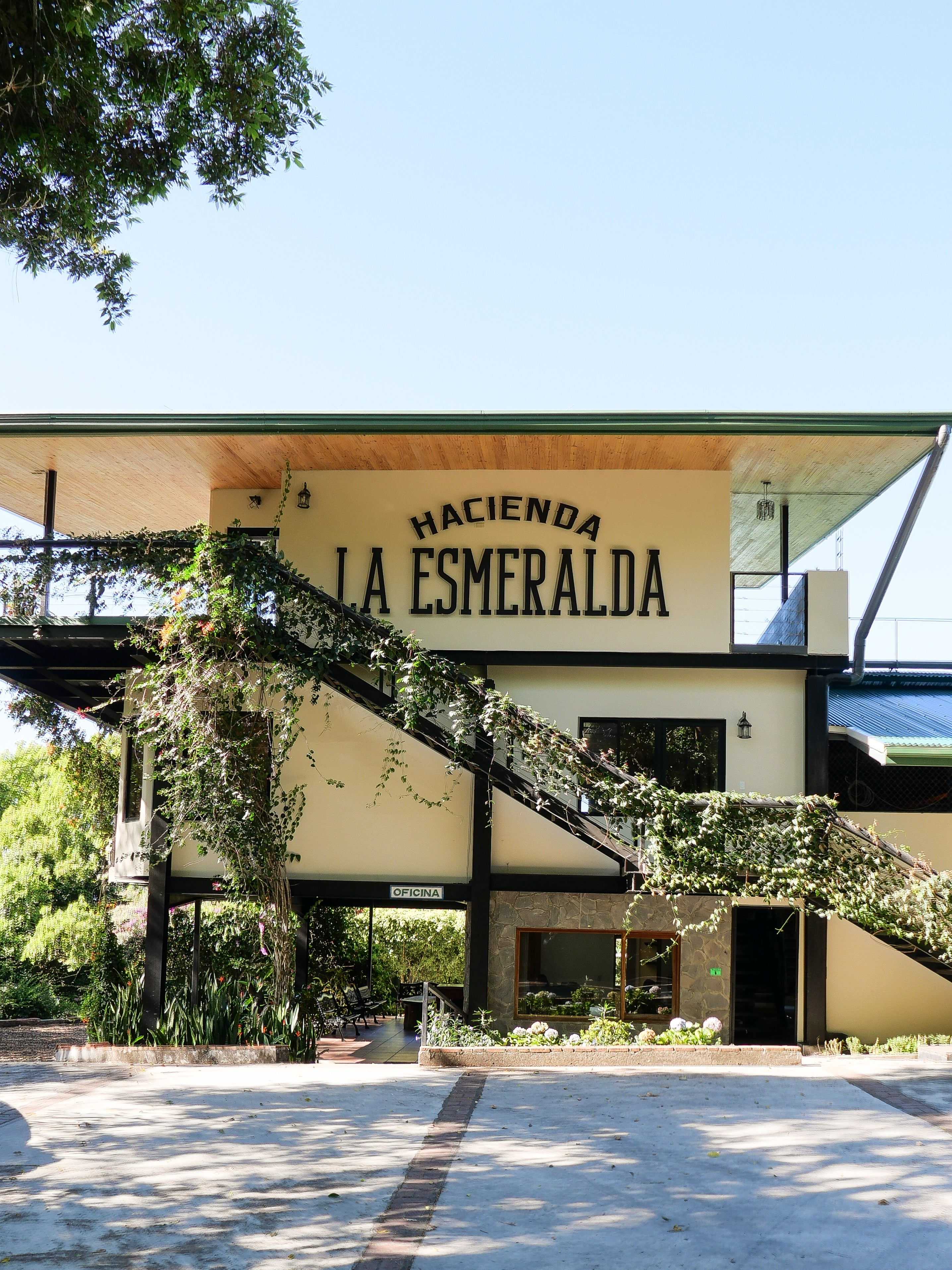 ESMERALDA SL-34 NATURAL | Loquat Coffee